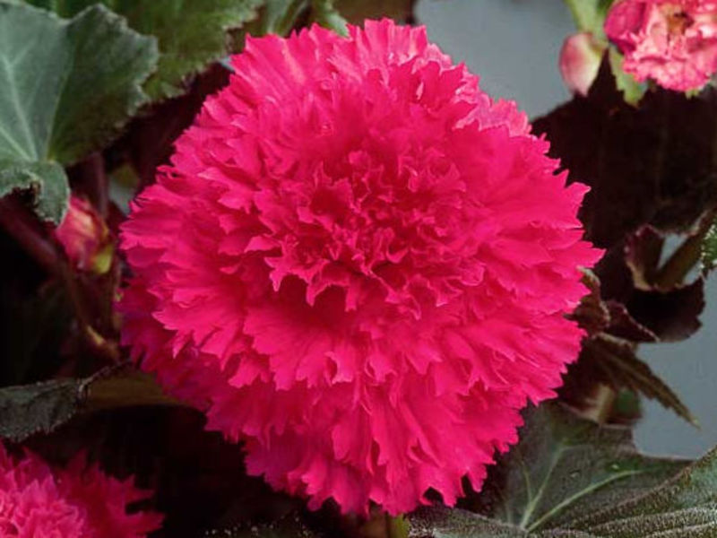 Cvijet begonije Begonia i briga za nju