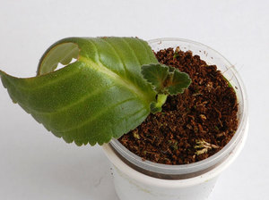 Sobni cvjetni gloxinia