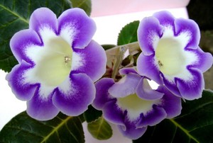 Gloxinia u loncu