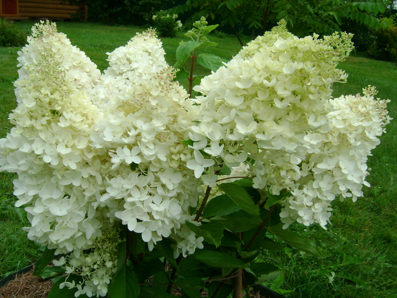 Hydrangea paniculata - grmlje cvjeta vrlo obilno Cvatnja hortenzije prekrasna je bez obzira na sortu.
