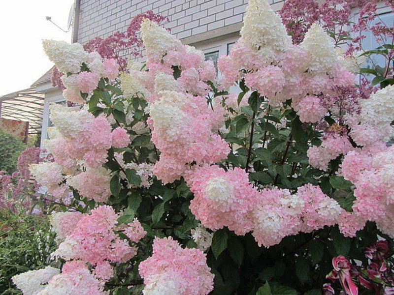 Pomfrit vanilije Hydrangea paniculata Pomfrit vanilija hortenzije - značajke sorte.
