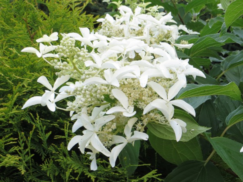 Hydrangea paniculata Velika zvijezda Hortenzija Velika zvijezda vrlo je zanimljiv bijeli cvijet.