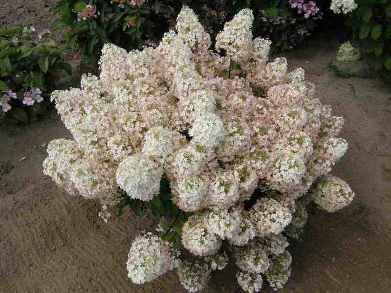 Hydrangea paniculata vrlo je dobra za stvaranje. Hortenzija panicle bit će izvrsno rješenje za stvaranje krajolika u vrtu