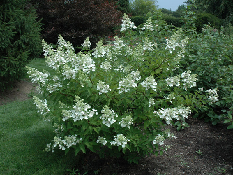 Hydrangea paniculata Unic Hydrangea Unique profinjena je i profinjena ljepotica.