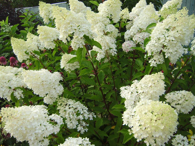 Hydrangea paniculata Phantom Hydrangea Phantom - sav sjaj cvatnje hortenzije utjelovljen je u ovoj sorti.