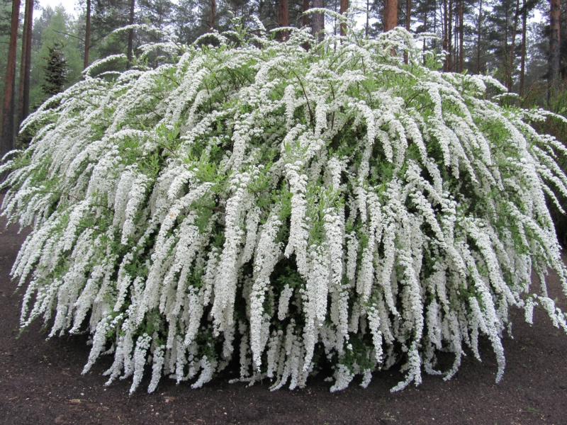 Spirea siva Grefsheim (Grefsheim) Spirea Grefsheim - značajke cvjetanja