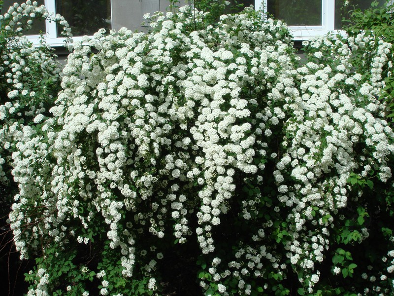 Spirea Wangutta - ukrasni grm Spirea Wangutta je druga vrsta ukrasnog grma