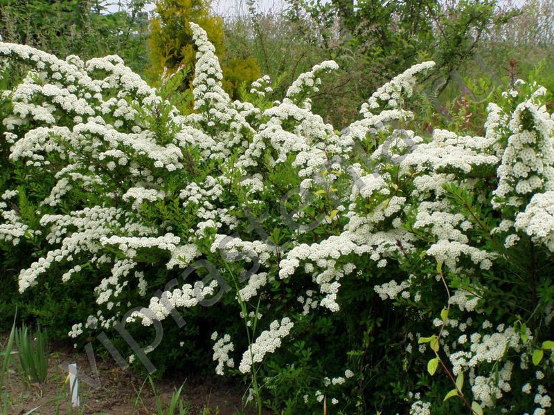 Spirea nippon prikazan je na fotografiji Spirea nippon - što je to?