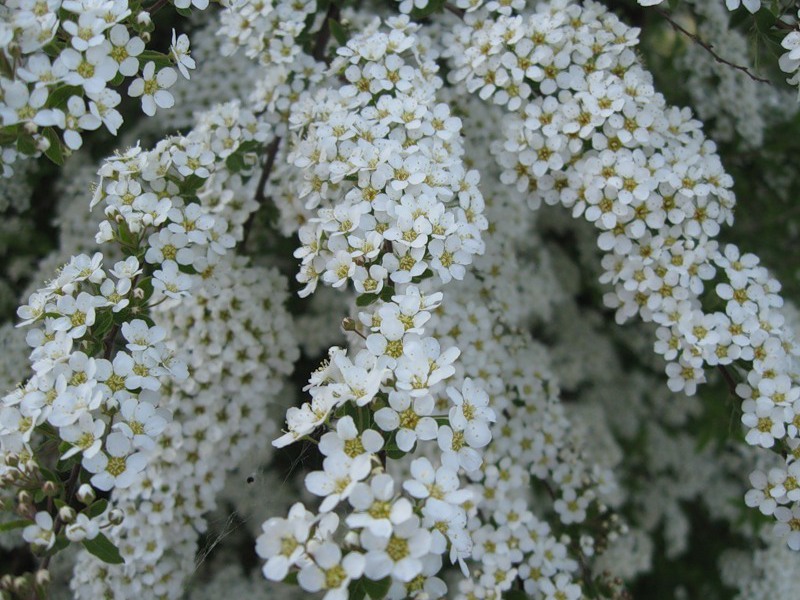 Arguta oštrog zuba Spirea. Biljka je visine i širine 1,5-2 (2,5) m. Spirea oštrozuba Arguta u vrtu