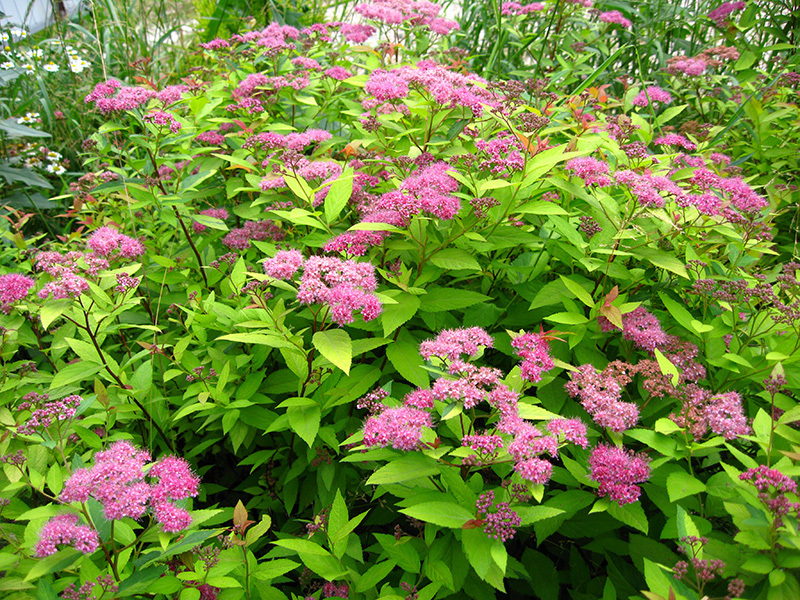Japanska spirea u vrtu - vrlo lijepi cvjetni grmovi. Spirea u vrtu - vrlo popularna za zoniranje i kao ukras u cvjetnom krevetu