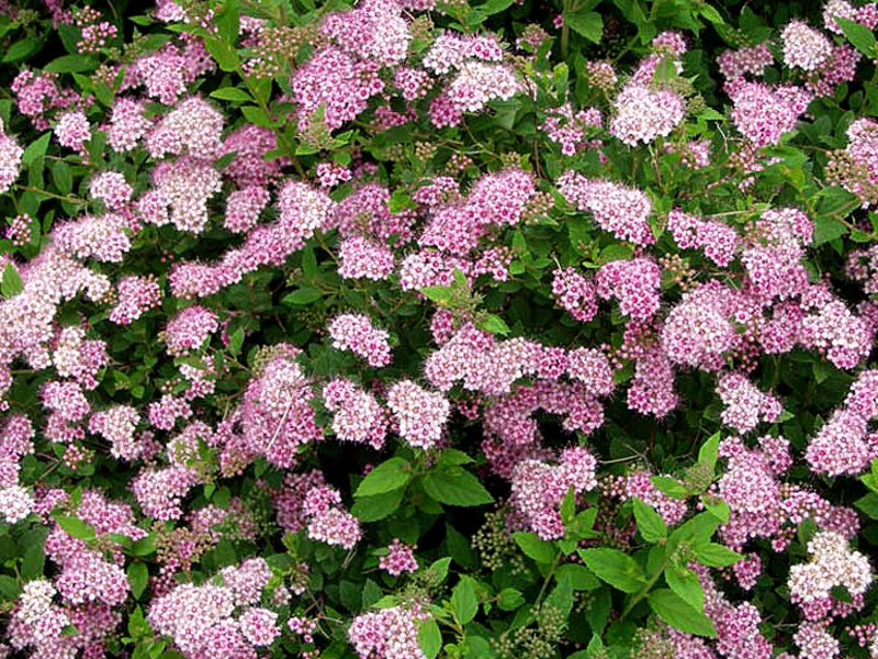 Spirea japanske male princeze Spirea Male princeze - lijepi grmovi za mjesto.