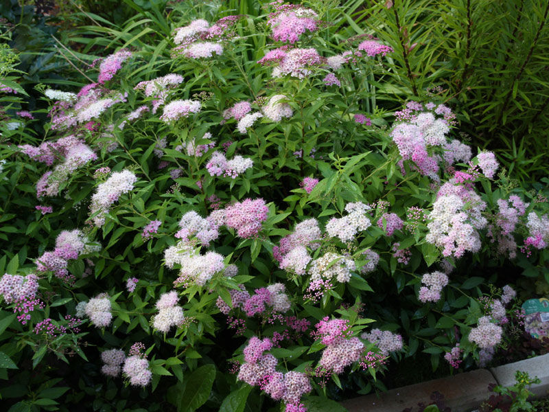 Spirea Shiroban - kombinacija dvije sjene u jednom grmu Spirea Shiroban - značajke cvjetanja