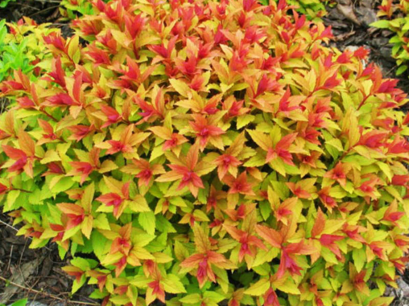 Spirea japanski zlatni plamen Spirea Goldflame vrlo je svijetli grm