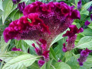Njega cvijeta Celosia