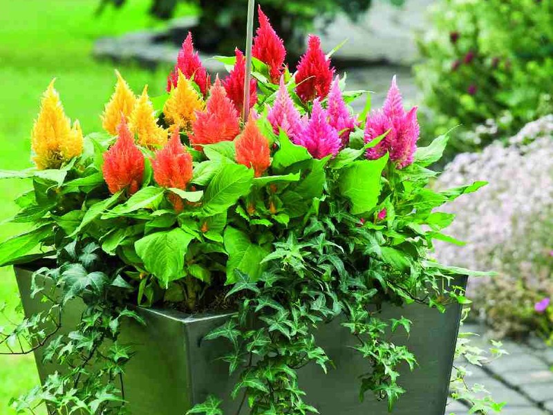 Celosia perasta Cvjetajući celosi