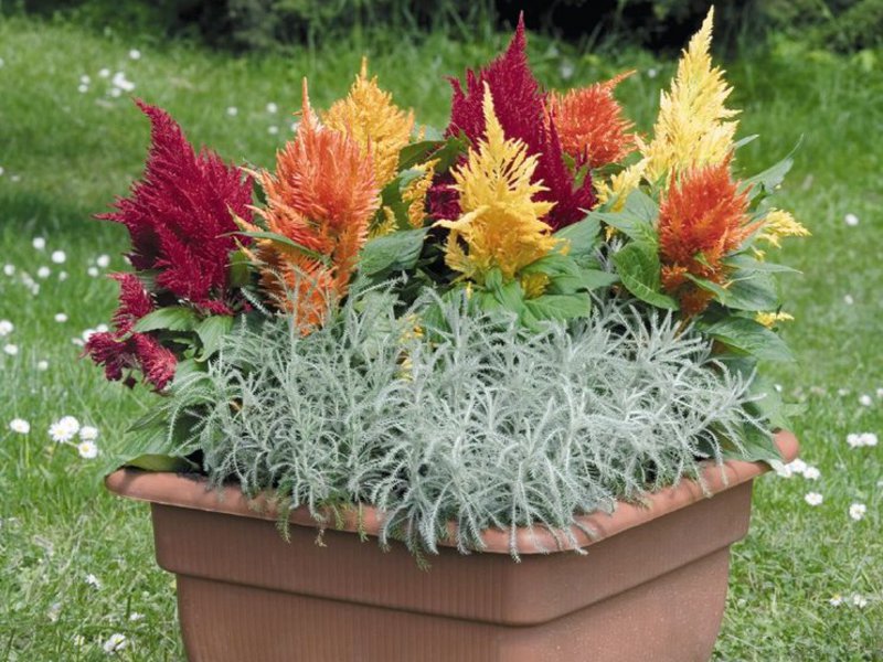 Kako raste celozija Vrtni cvijet Celosia