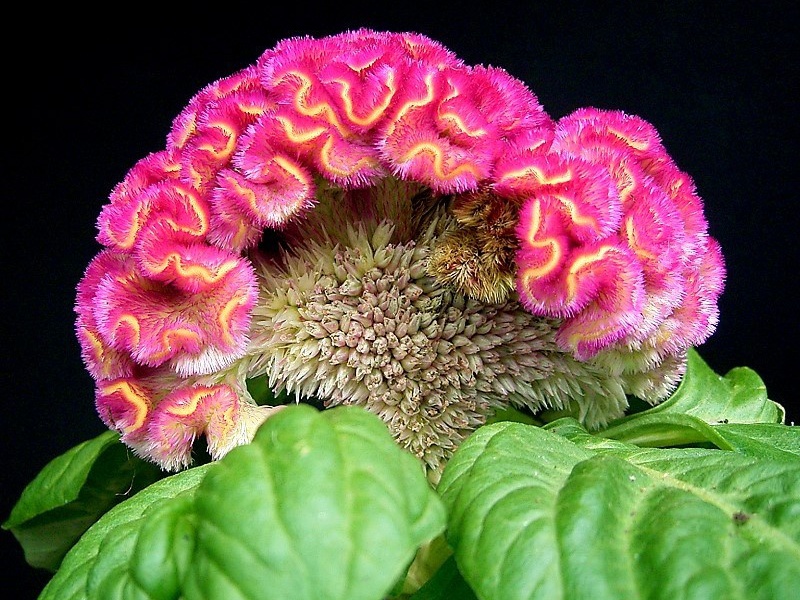 Celosia srebrnasto perasta Uvjeti za uzgoj violončela