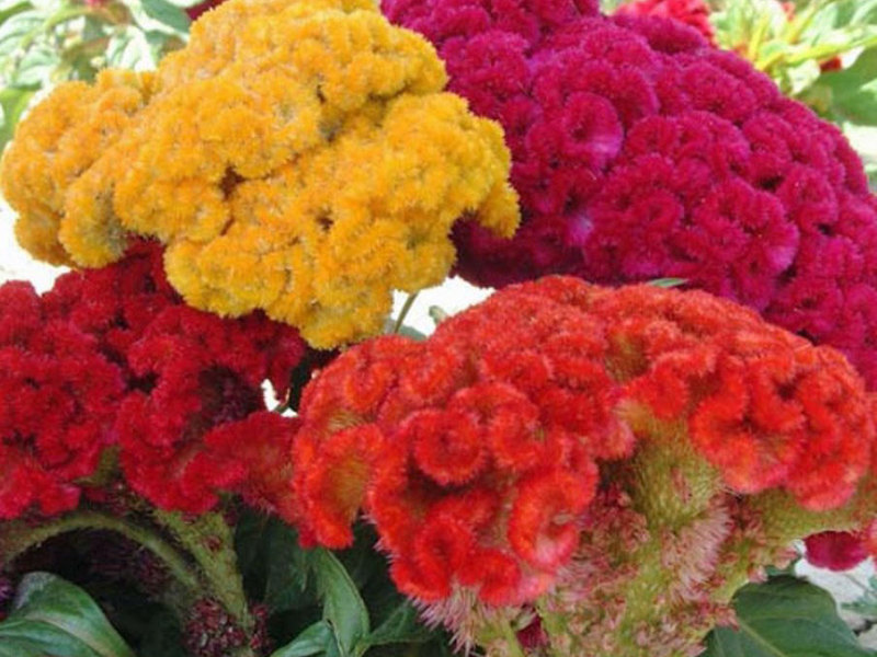 Paniculata cellosia Kako uzgajati celoziju