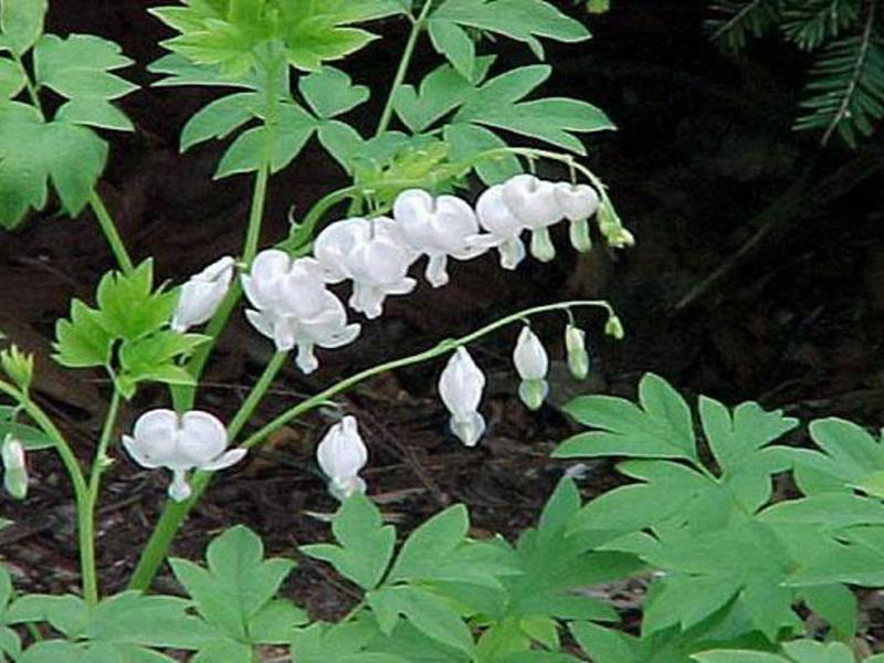 Dicentra - slomljeno srce Opis cvijeta dicentra