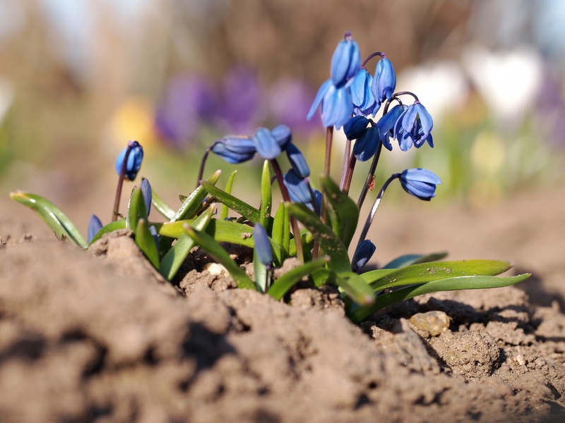 Skela u vrtnom krevetu: cvijet u krupnom planu Piling u vrtu - biljka izbliza.