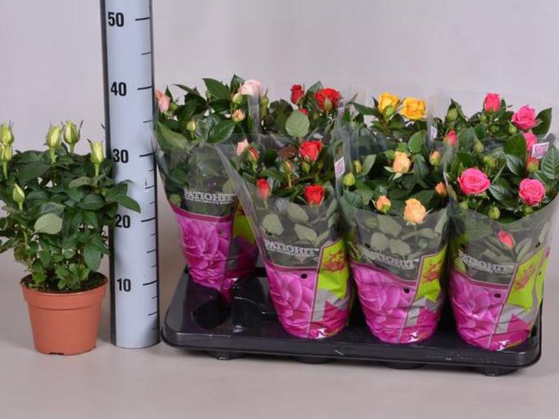 Mix Rose Patio - različite boje, visine do 40 cm Mix Rose Patio - značajke sorte