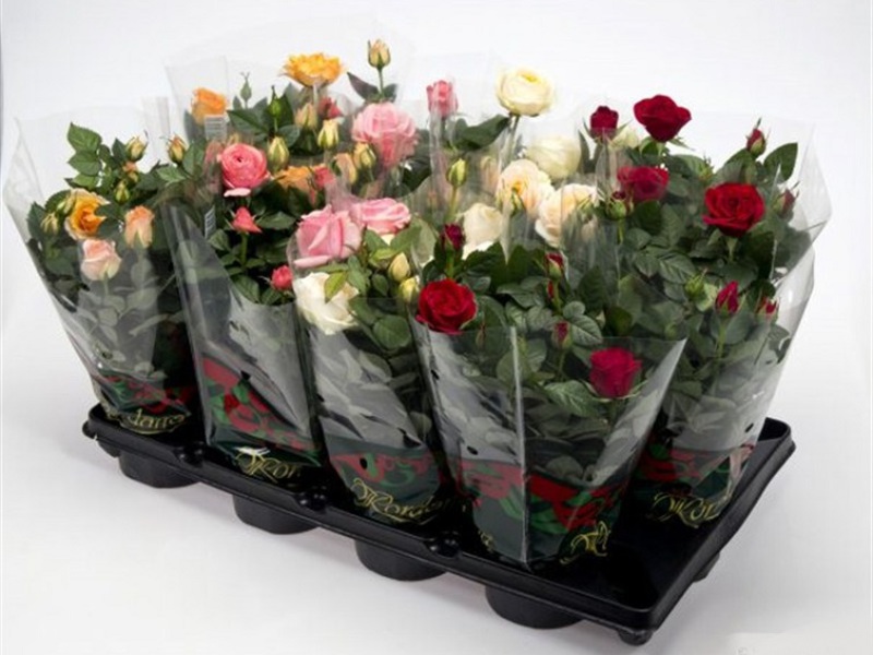 Rose Turbo u loncu koji se prodaje u trgovinama Rose Turbo u saksiji minijaturna je biljka.