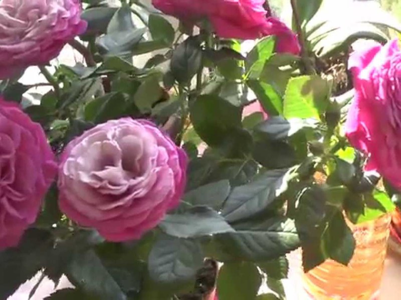 Mix Rose Parade - sorta lonaca Mix Rose Parade na prozorskoj dasci