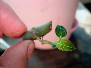 Bebe orhideja Phalaenopsis