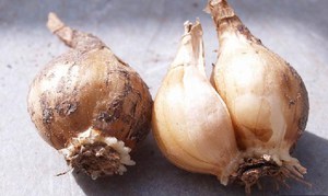 Lukovice narcisa izvrsno se čuvaju i koriste u tradicionalnoj medicini.