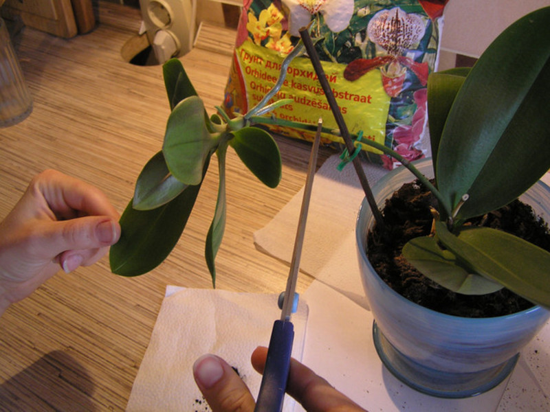 Briga o orhideji Bebe orhideja Phalaenopsis