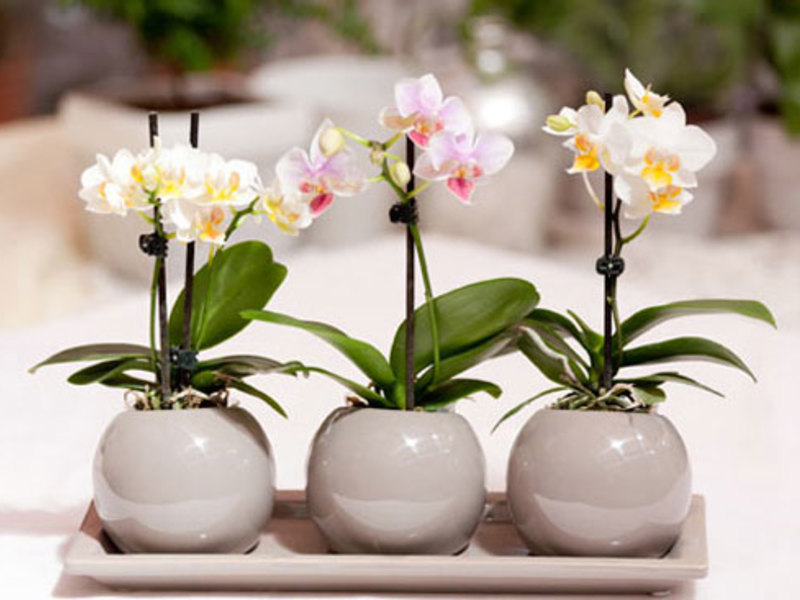 Orhideja Phalaenopsis u kući Orhideja Phalaenopsis - razmnožavanje djece
