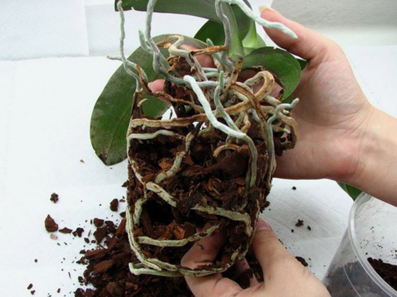 Transplantacija orhideje Pravila presađivanja orhideja