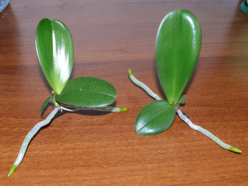 Orhideja Phalaenopsis Sadnja i briga za orhideju