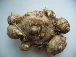 Žarulje Calla (gomolji) možete kupiti u trgovini.