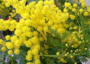 Štetnici mimoze