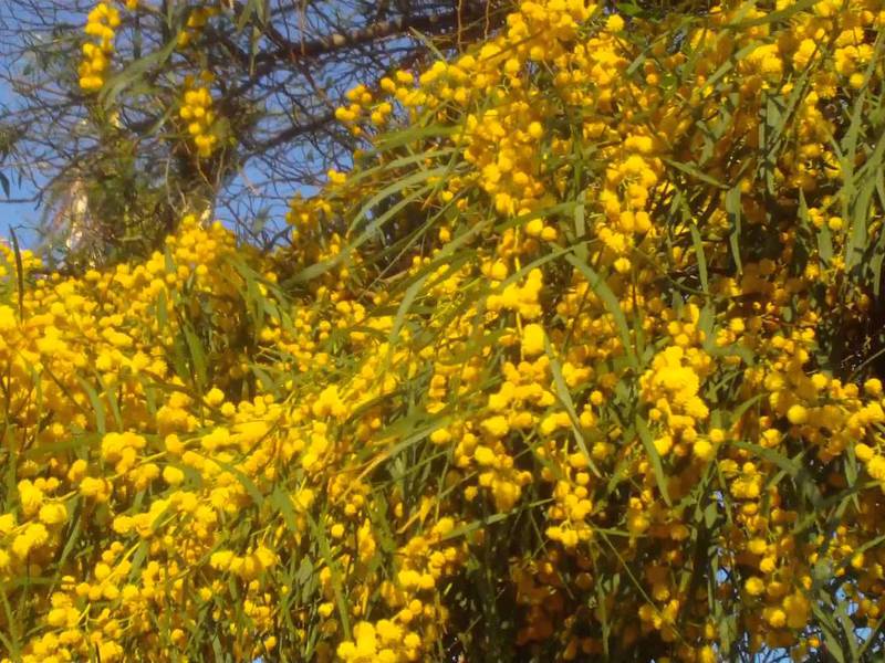 Cvjetajuće mimoze Žuti grm mimoze