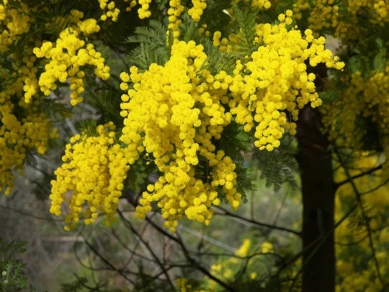 Kako saditi mimozu Transplantacija mimoze