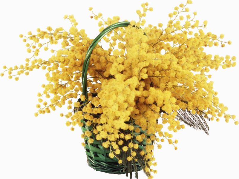 Vrijednost mimoze Opis biljke mimoze