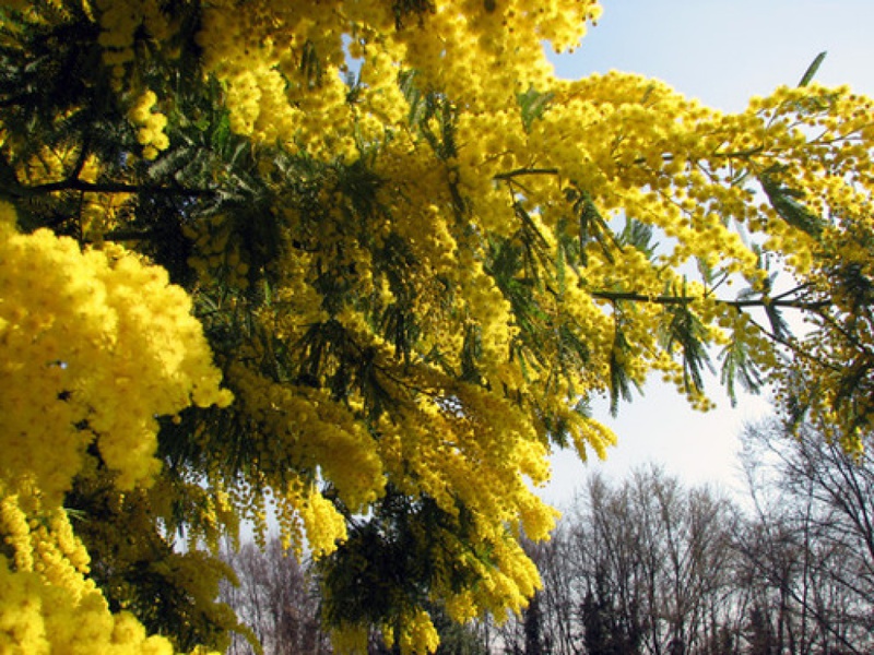 Kako saditi mimozu Njega mimoze