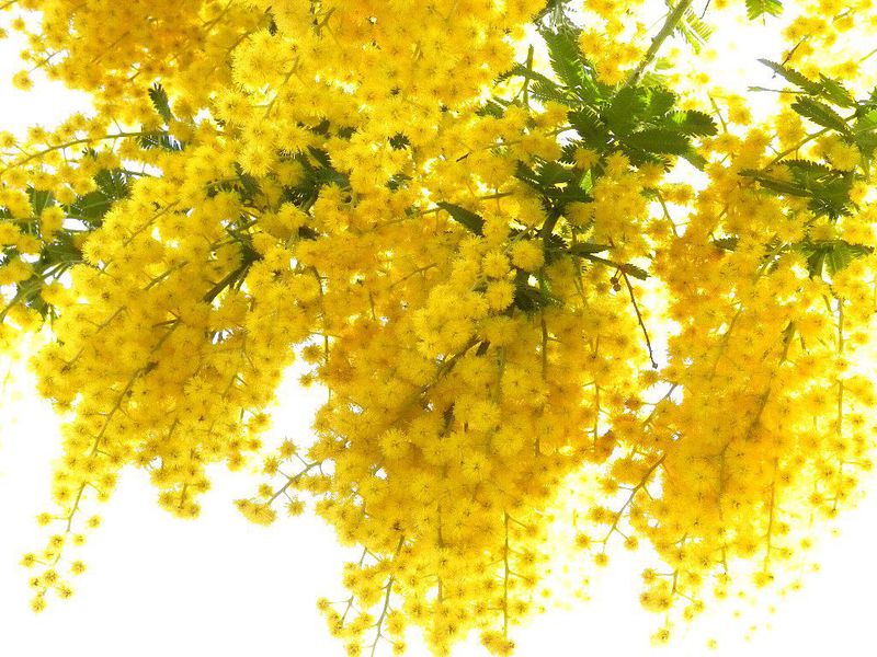 Cvijet mimoze Žuta mimoza