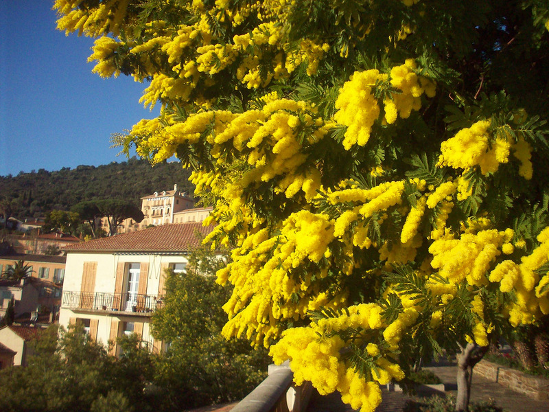 Brojni cvjetovi mimoze Harasteristika mimoze