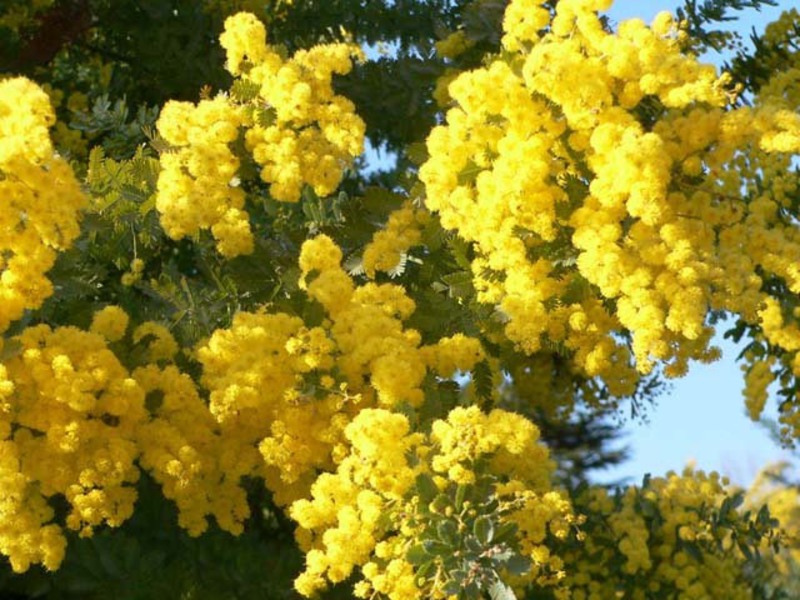 Razdoblje cvatnje mimoze Cvjetovi mimoze i njihovo duhovno značenje