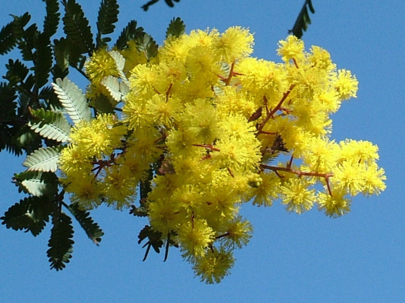 Kako uzgajati mimozu Metode uzgoja mimoze