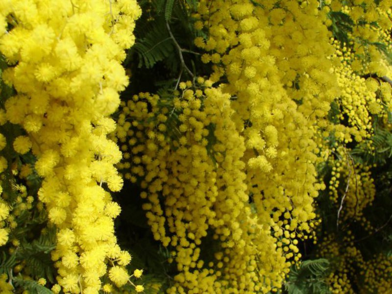 Uzgoj biljke mimoze Kad cvjeta mimoza