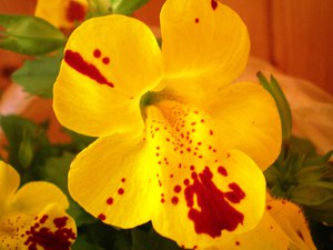 Domaći cvjetni mimulus