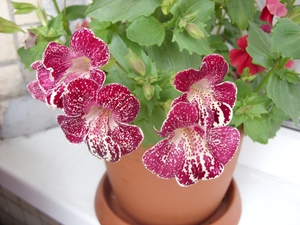 Raznolikost cvijeta Mimulus