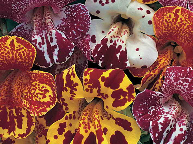 Izgled cvijeta Mimulus Mimulus u saksiji