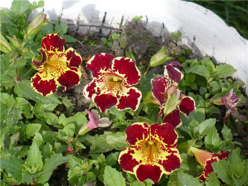 Kako izgleda mimulus Izgled cvijeta Mimulus