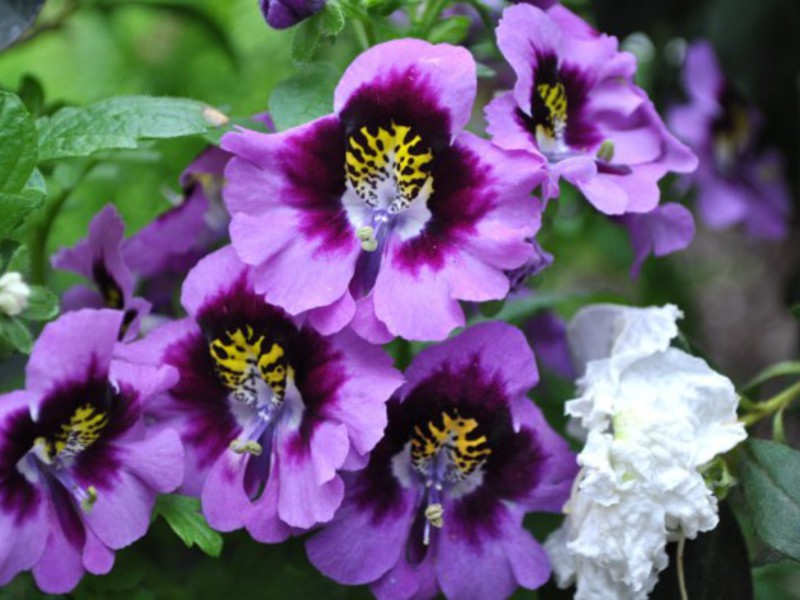 Uzgoj mimulusa Kako pravilno širiti mimulus