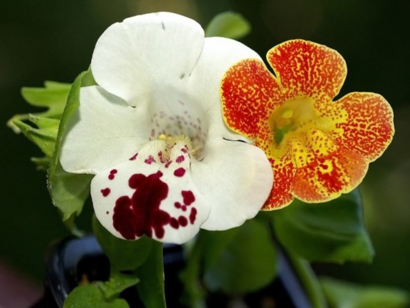 Prekrasno cvijeće mimulusa Neobičan cvjetni mimulus
